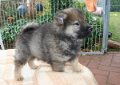 filou (1)